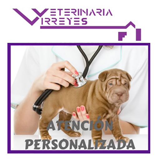 R6 veterinaria vrreyes